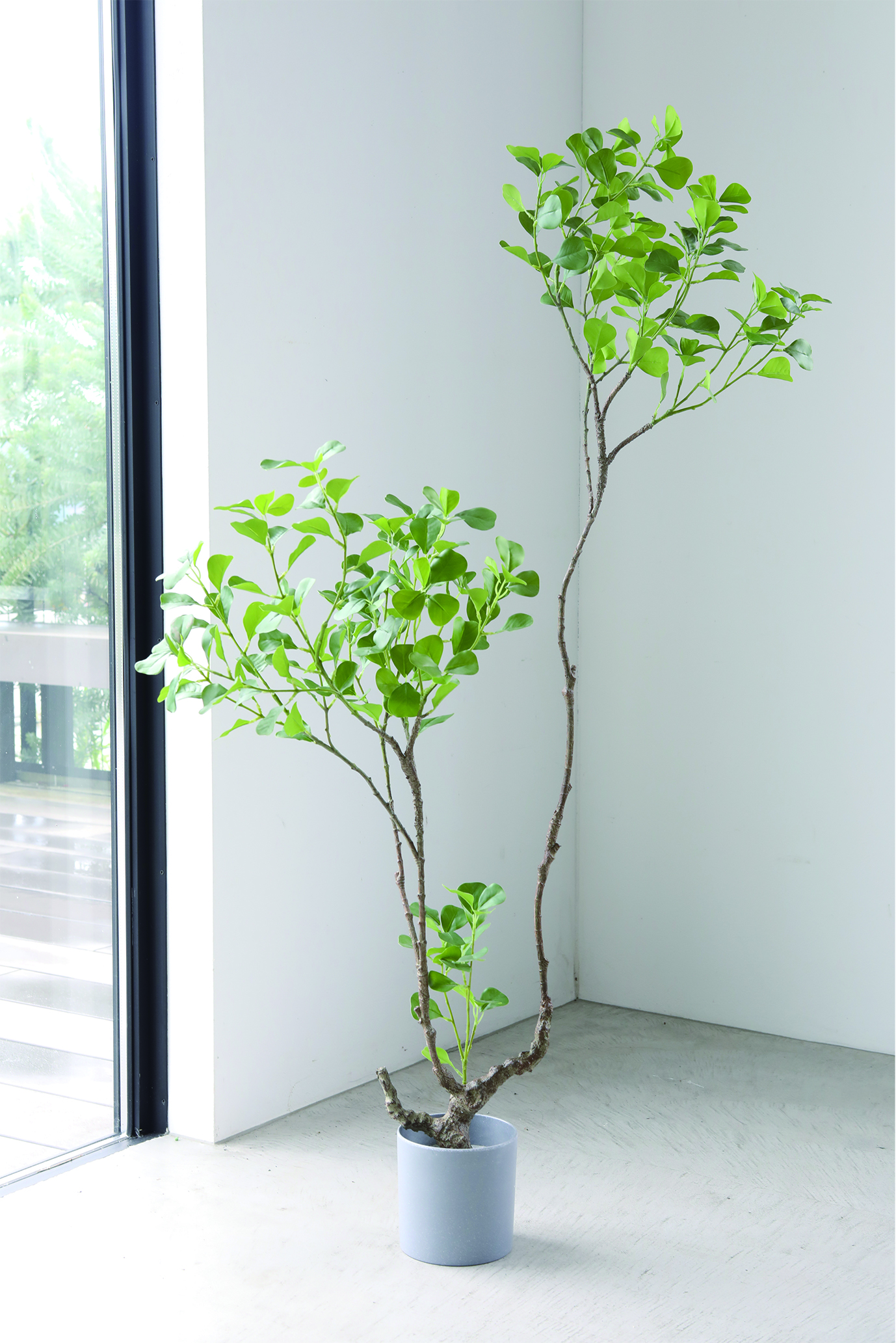 フィカス・ラグサン