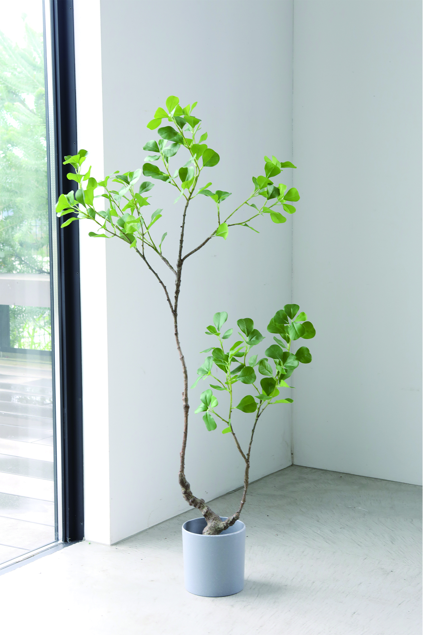 フィカス・ムーディリティ