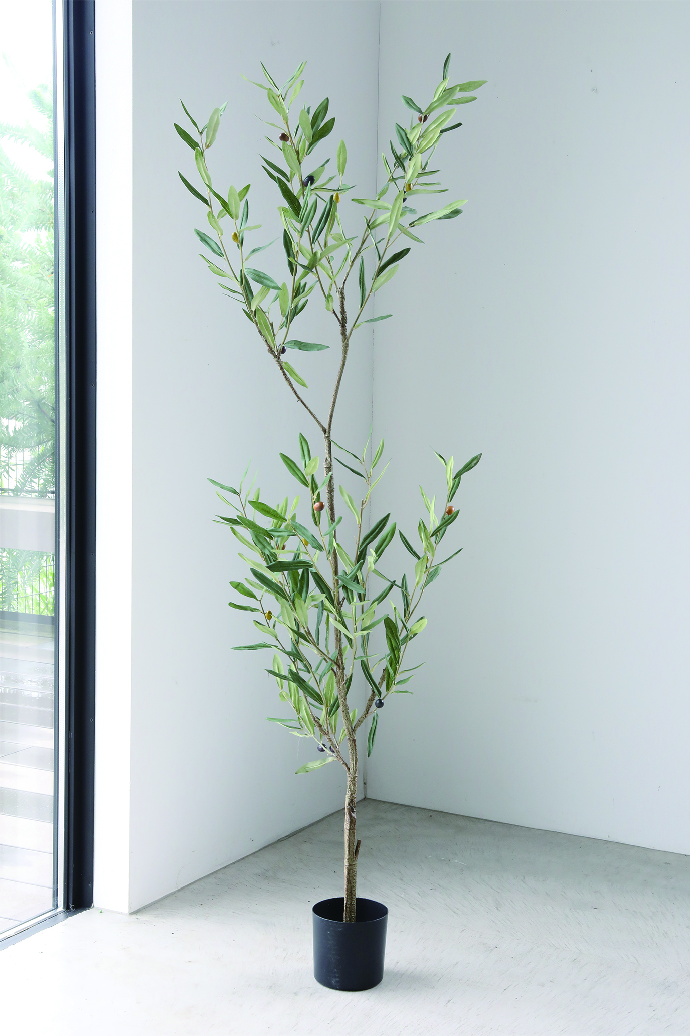 オリーブ・アバランジ