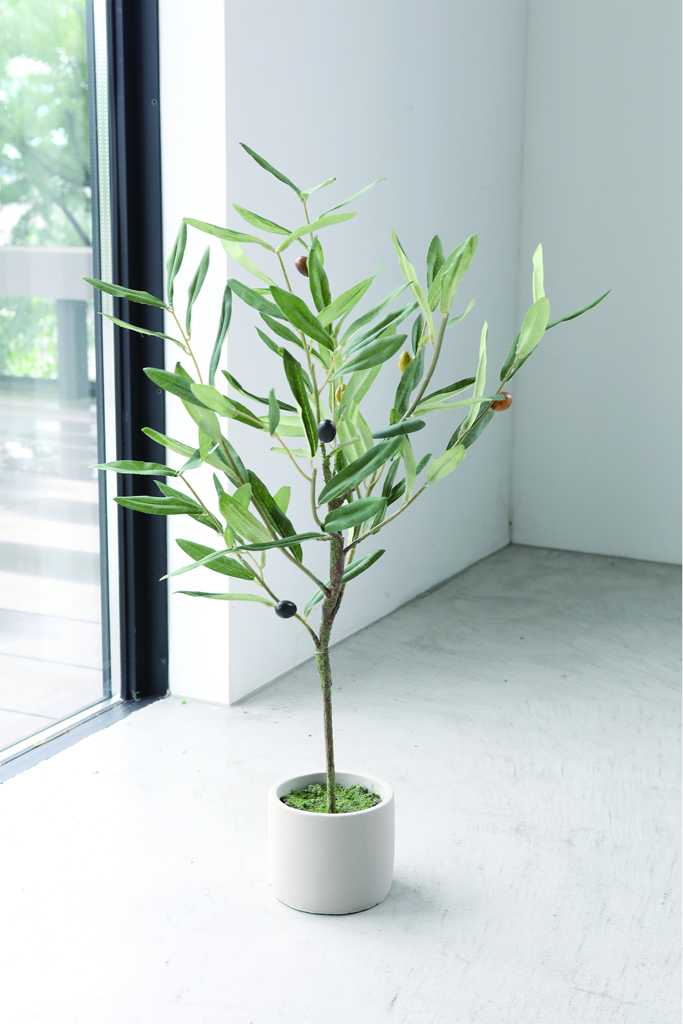 オリーブ・クラトン